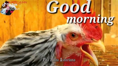 Goodmorning Tiktok: @catryonalei.